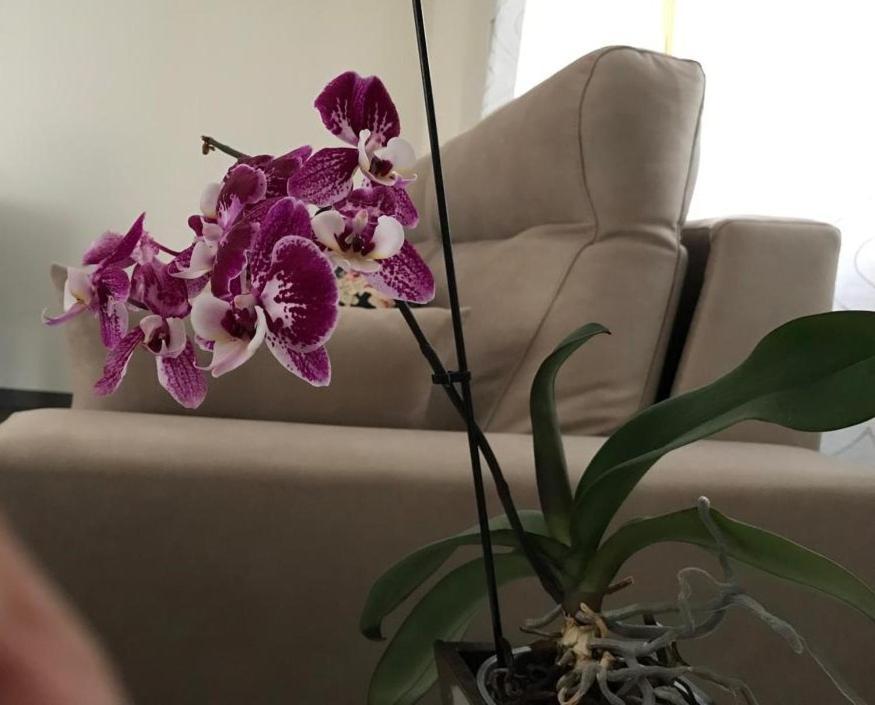 Apartamento Cangas Relax Onís エクステリア 写真